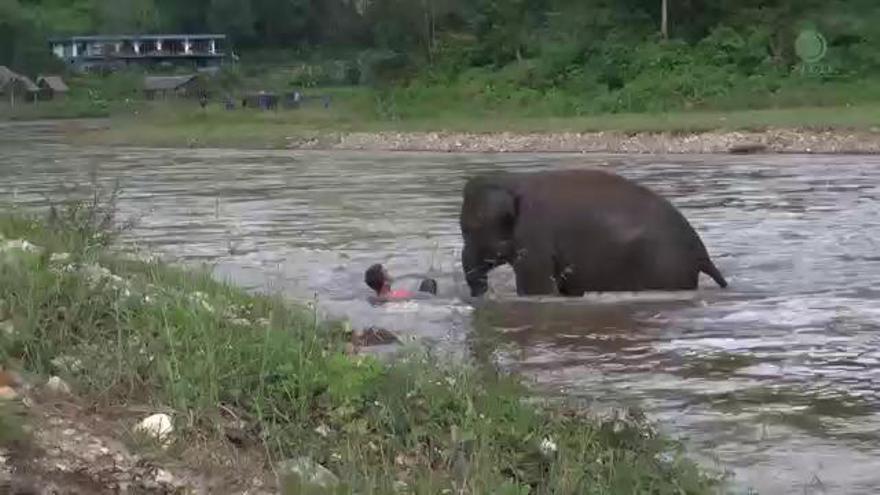 Un elefant es llança al riu per salvar el seu cuidador