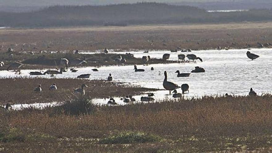 Población de gansos y otras aves acuáticas en la Laguna Grande de Villafáfila.