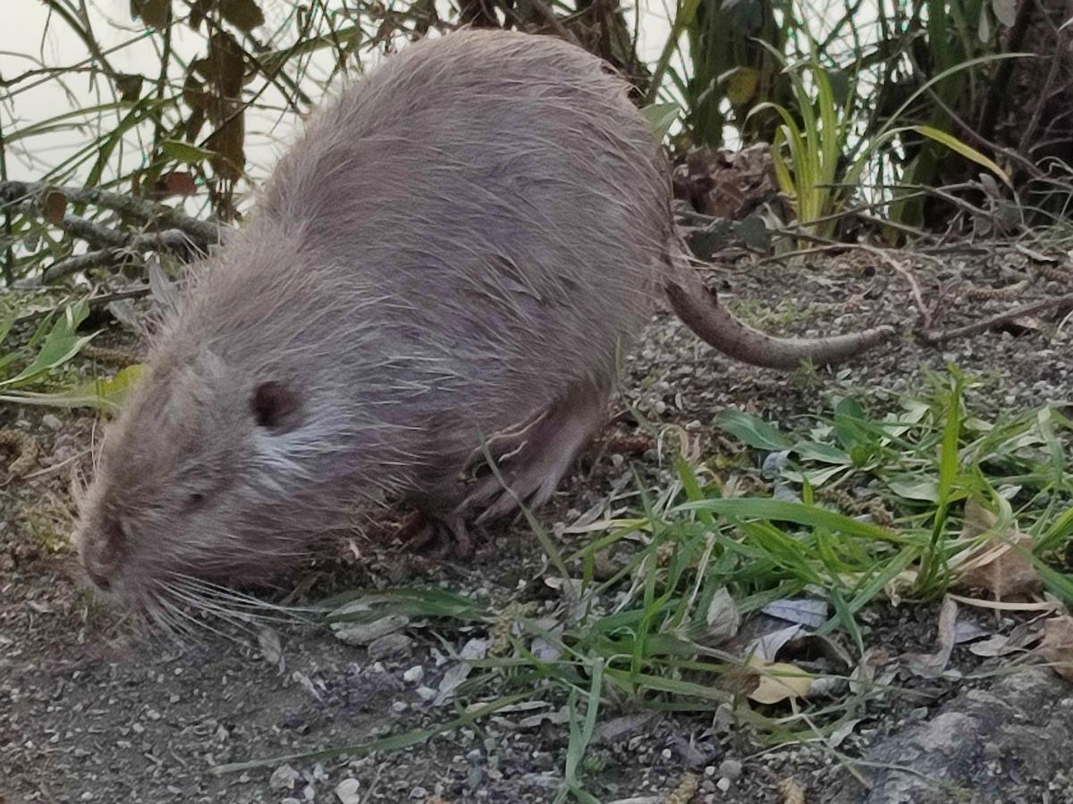Un coipú a la zona de passeig que ressegueix el riu Ter, al barri de Pedret de giroa, en una imatge d'arxiu.