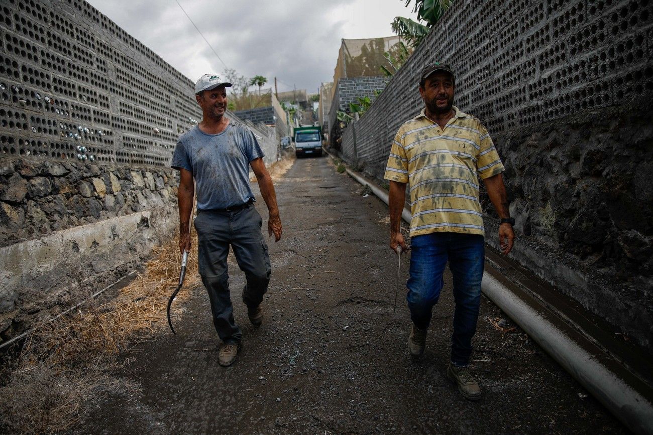 Agricultores recogen los plátanos de sus fincas llenas de ceniza del volcán en erupción en La Palma