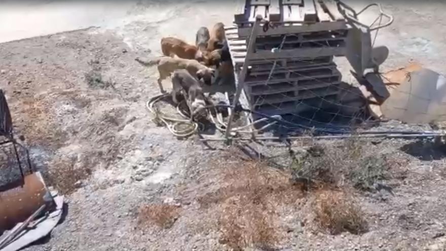 Un cazador de Benicarló salva la vida a siete cachorros abandonados en plena ola de calor