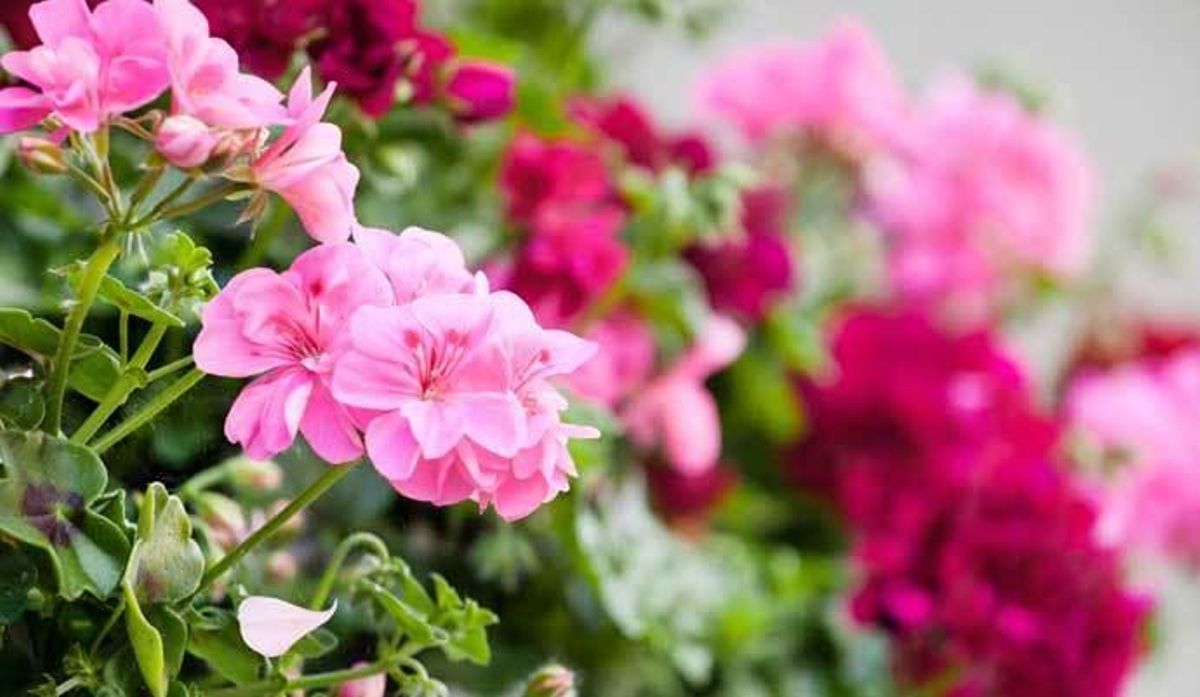 Cinco plantas que debes de tener en casa para ahuyentar a los mosquitos