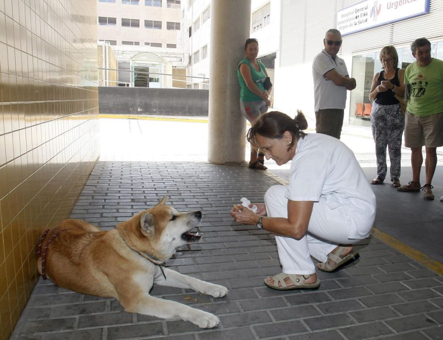 Una gossa fa dies que espera en un hospital a la seva propietària