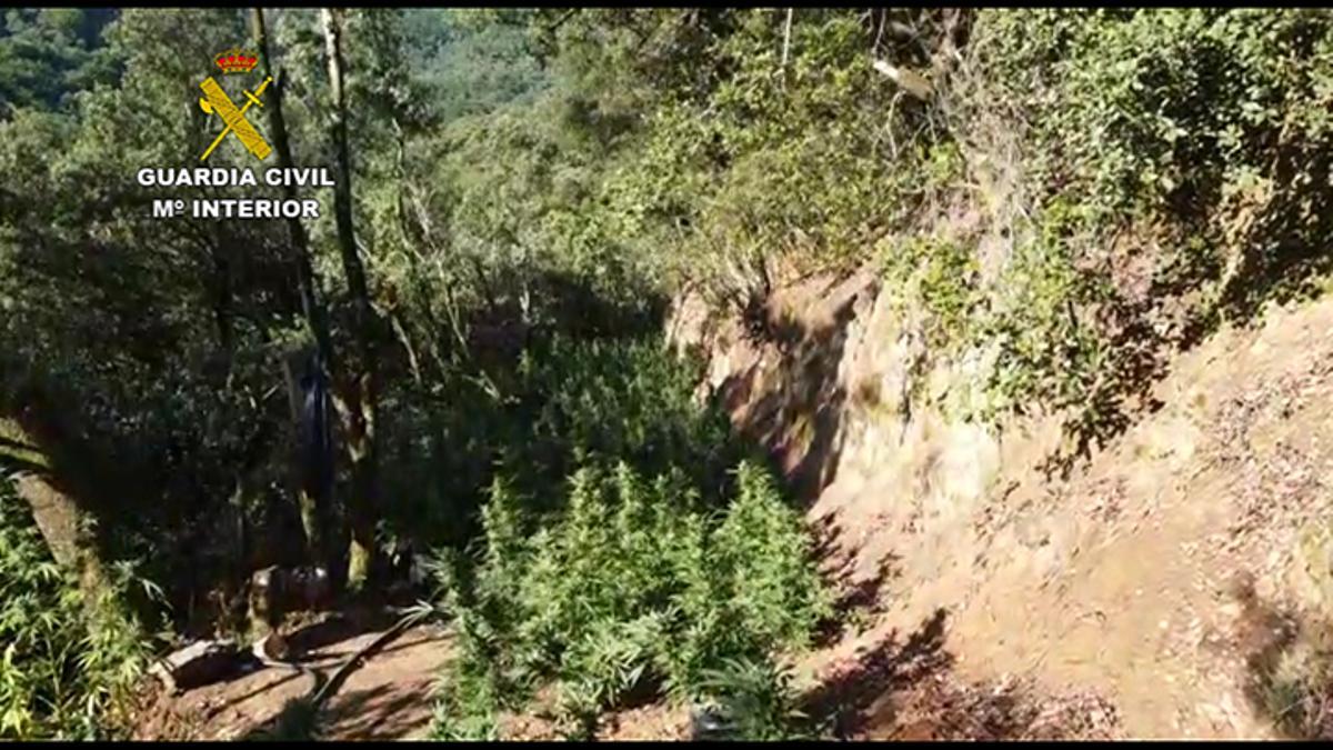 Una de les plantacions de marihuana Una de les plantacions de marihuana