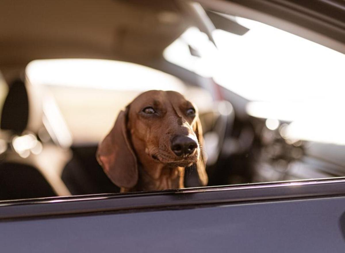 Com duràs a la teva mascota en el cotxe?