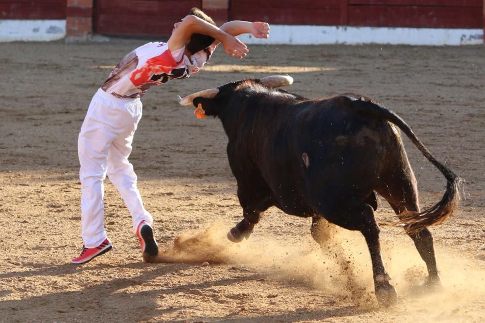 Concurso de cortes en Fuentesaúco.