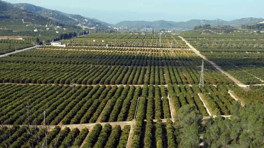 Agro Cycle Life gestionará la Finca SOS de Alzira y Benifairó de la Valldigna