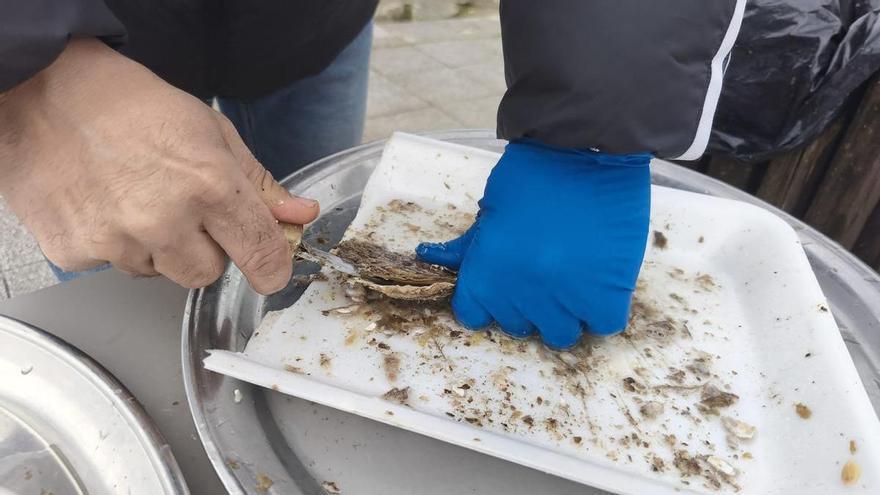 Arcade abre tres jornadas de fiesta dedicadas a la ostra