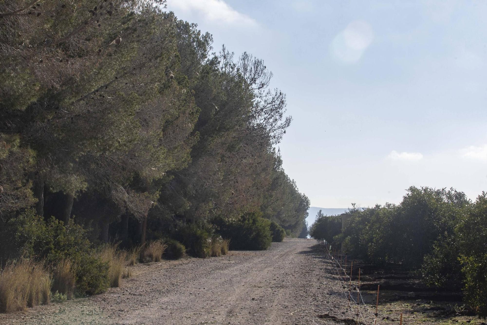 La procesionaria, una plaga que se expande en las zonas naturales
