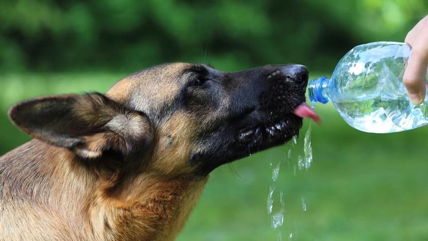 ¿Cuánta agua necesita tu perro al día? Descubre si le das suficiente agua a tu perro