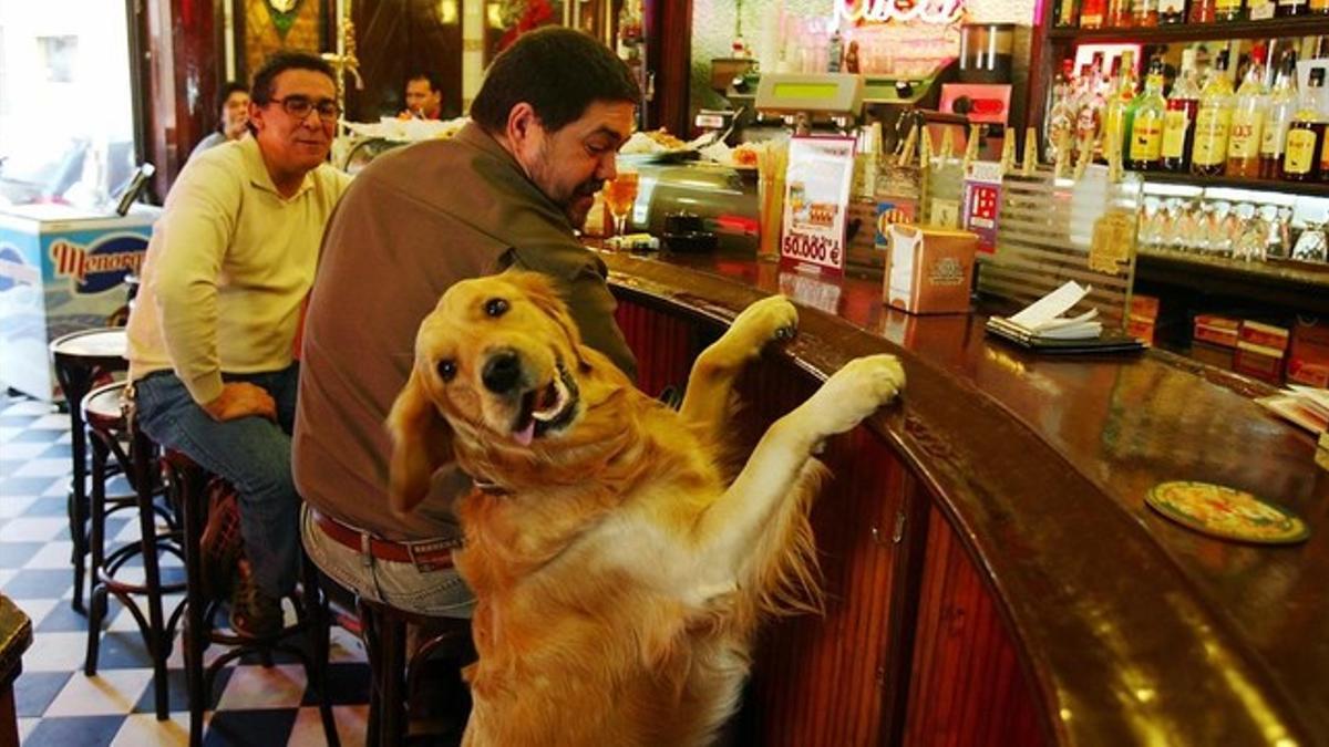 perro en la barra de un bar de Barcelona