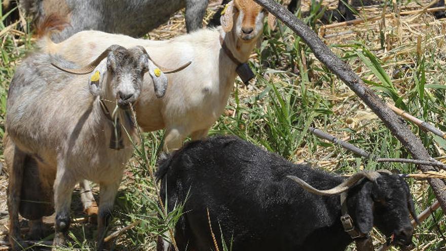 Cabras en un barranco.