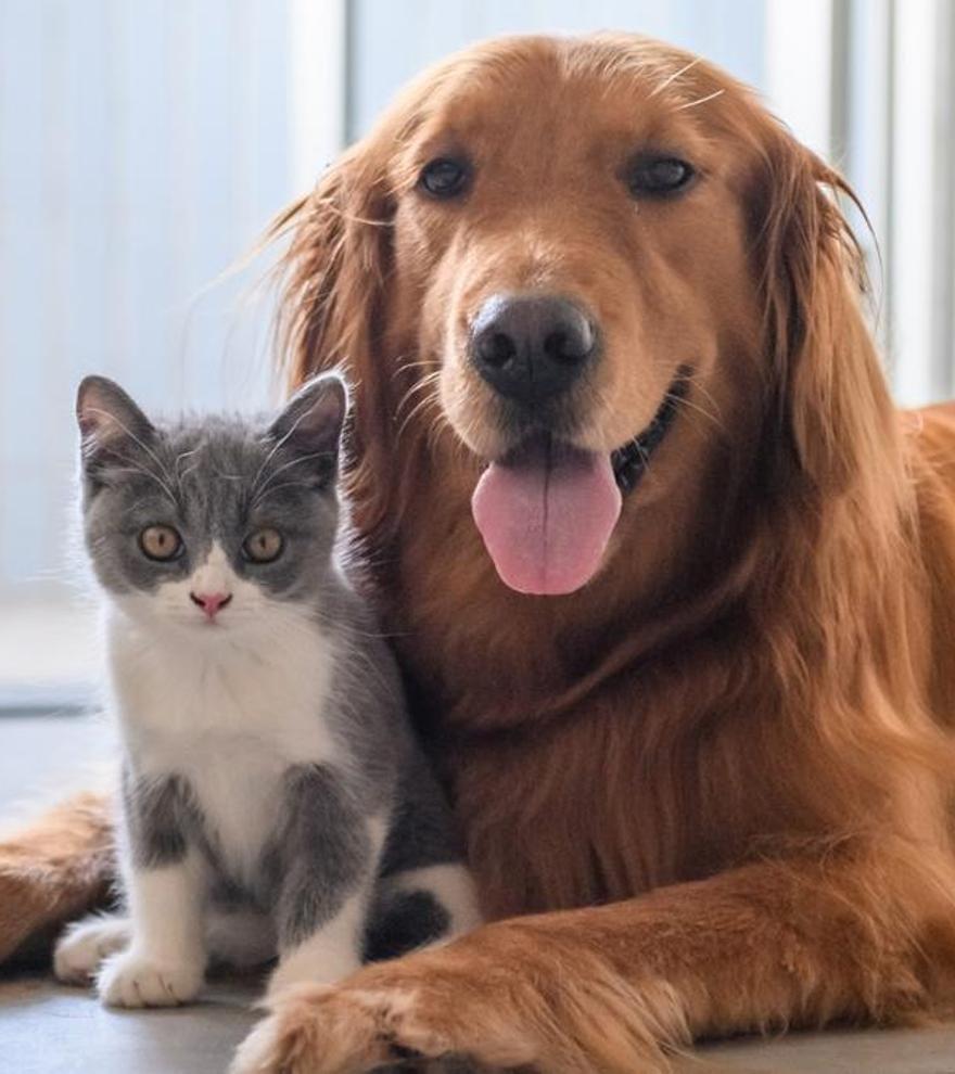 Adiós al pelo de perros y gatos: Esto es lo que tienes que meter en la lavadora