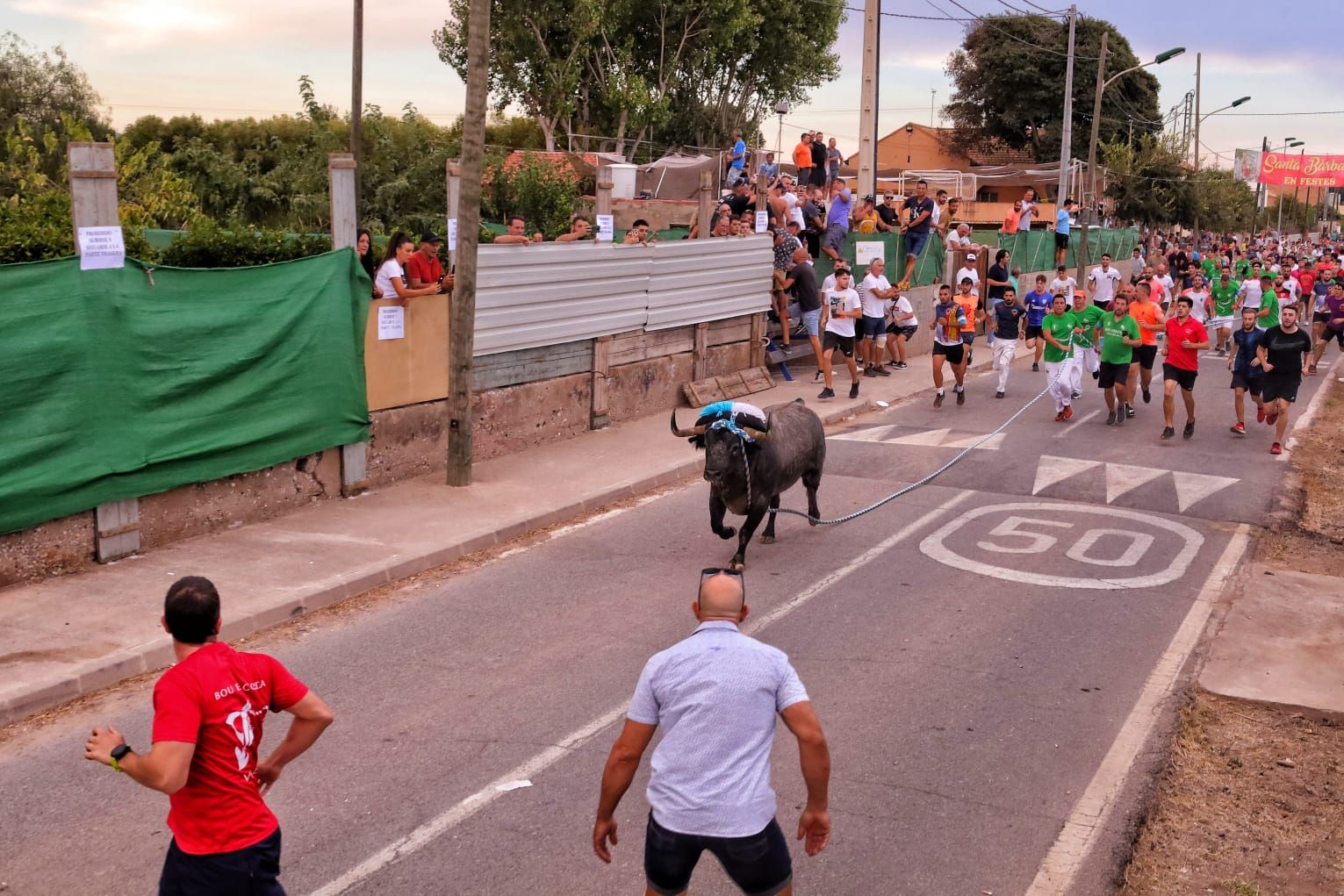 Santa Bárbara, en Burriana, vibra con el 'bou en corda'