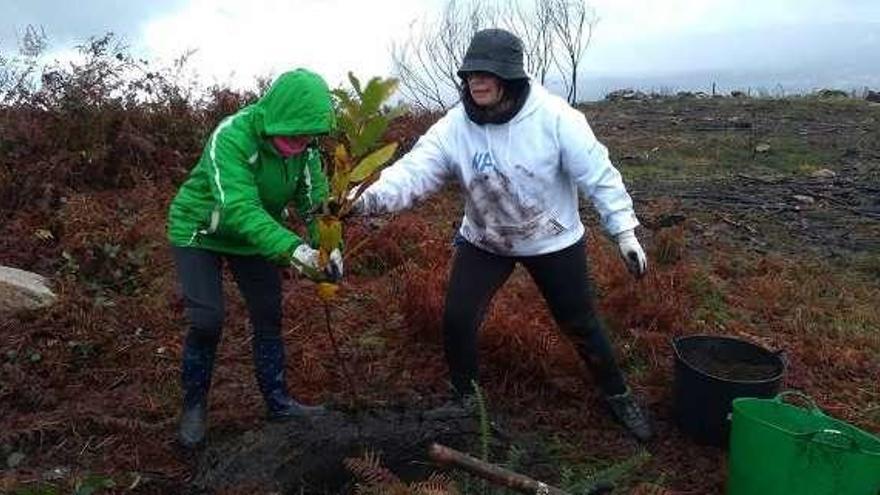 Dos voluntarias plantando árboles en As Neves. // D.P.