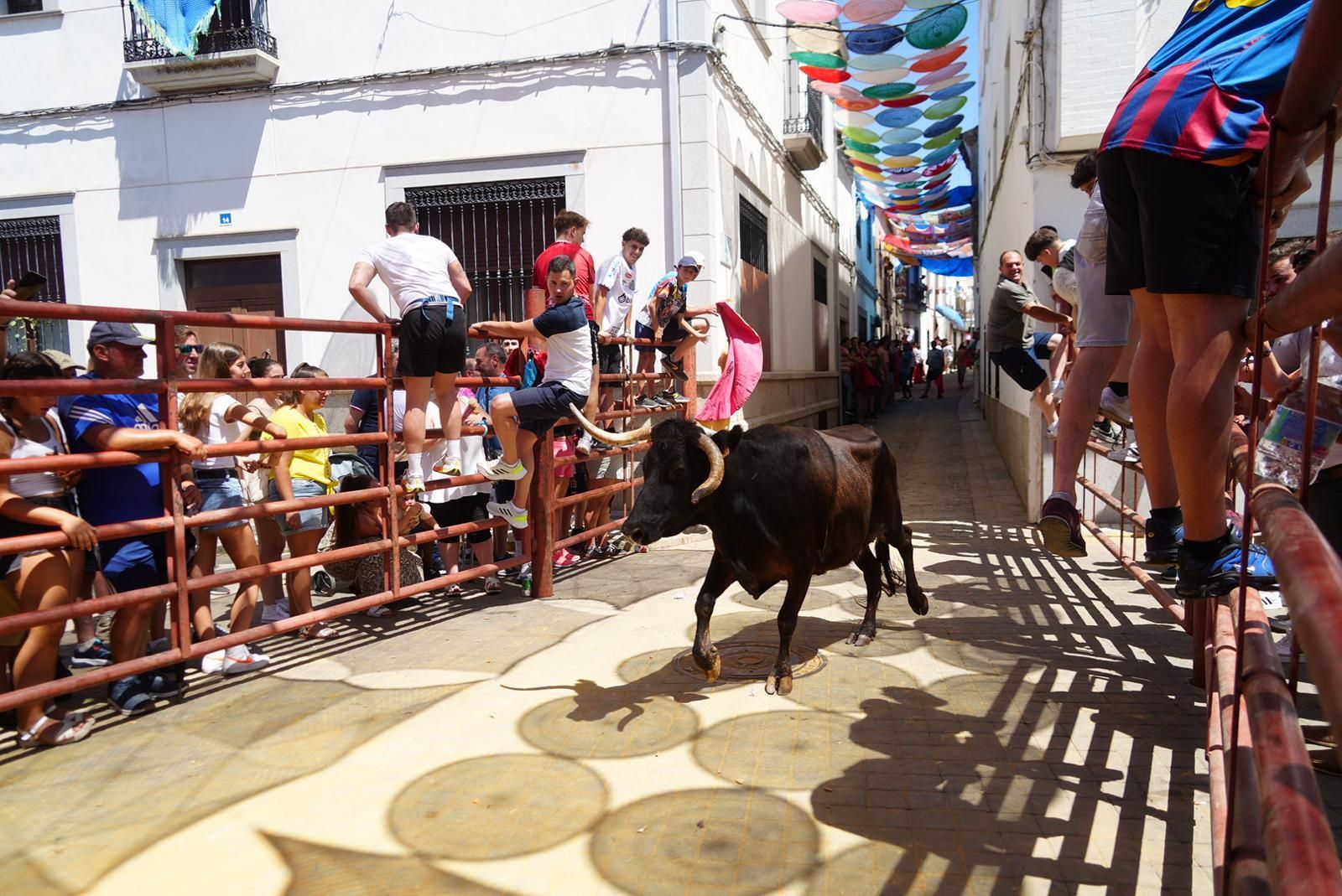 Gran ambiente, numeroso público y emoción en los encierros taurinos de El Viso