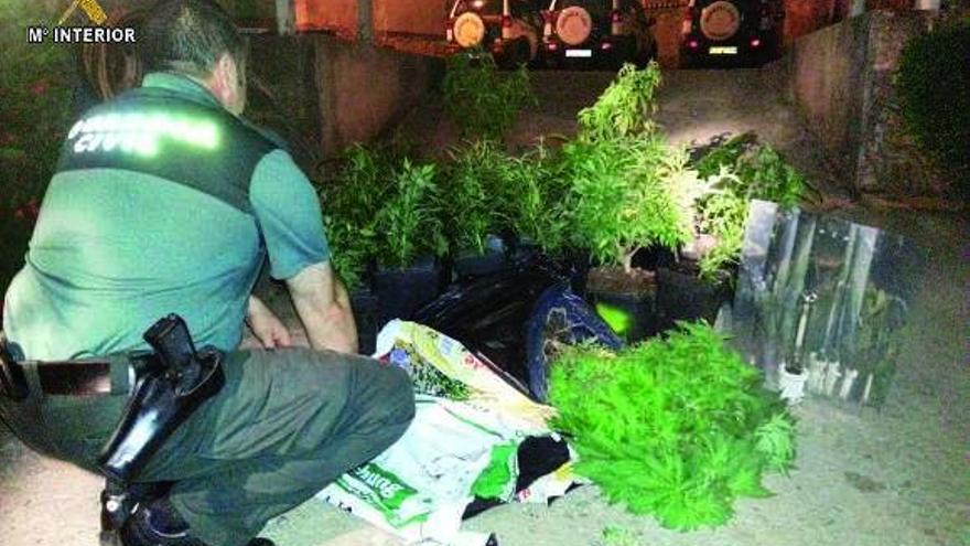 Una riña familiar permite descubrir plantas de marihuana en Vilanova