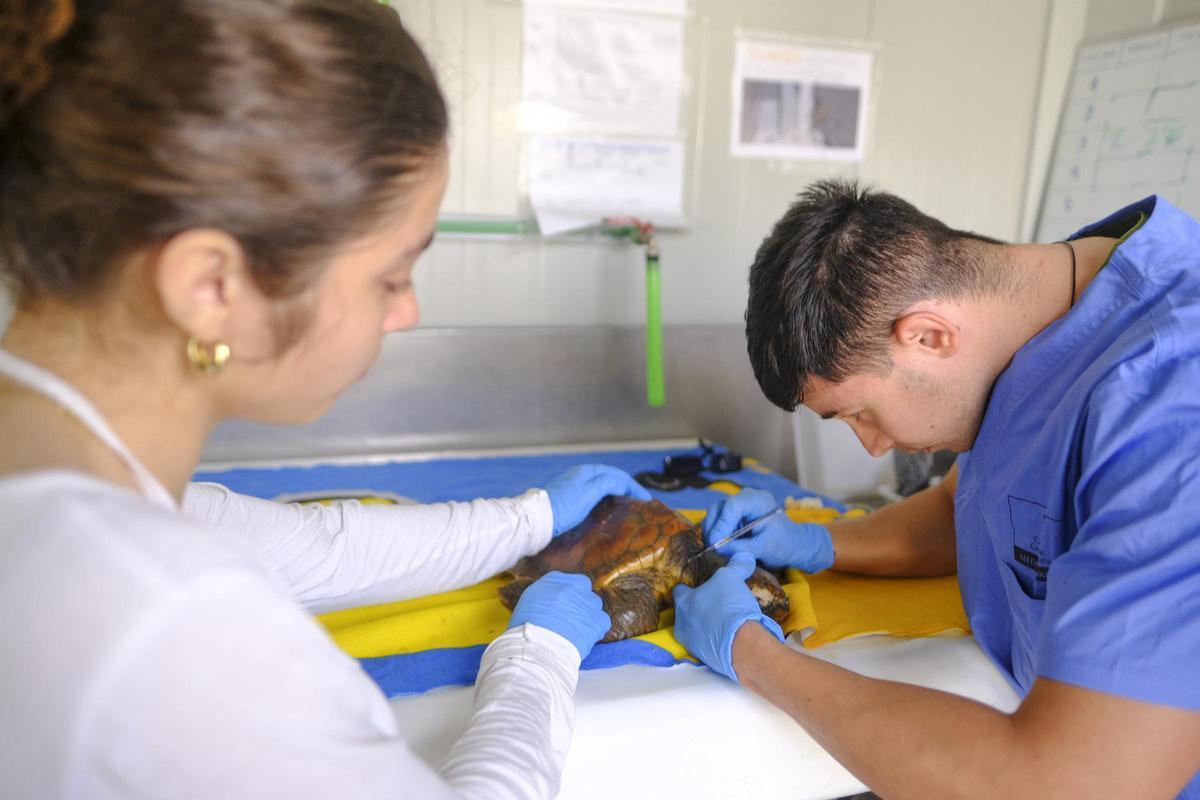 Anabel y Javier realizan las curas a una de las tortugas que se encuentra en el centro.