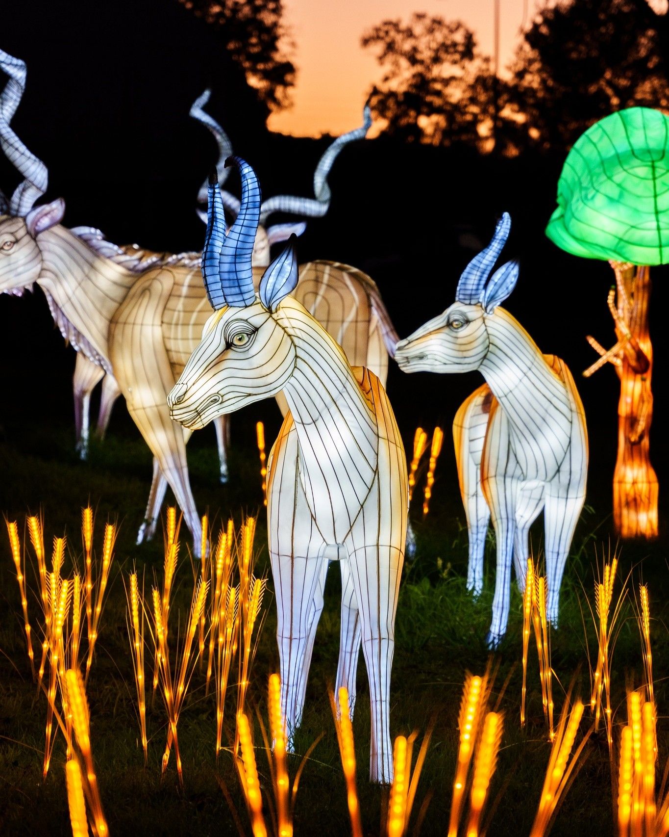 Festival de Luces Salvajes en Portugal