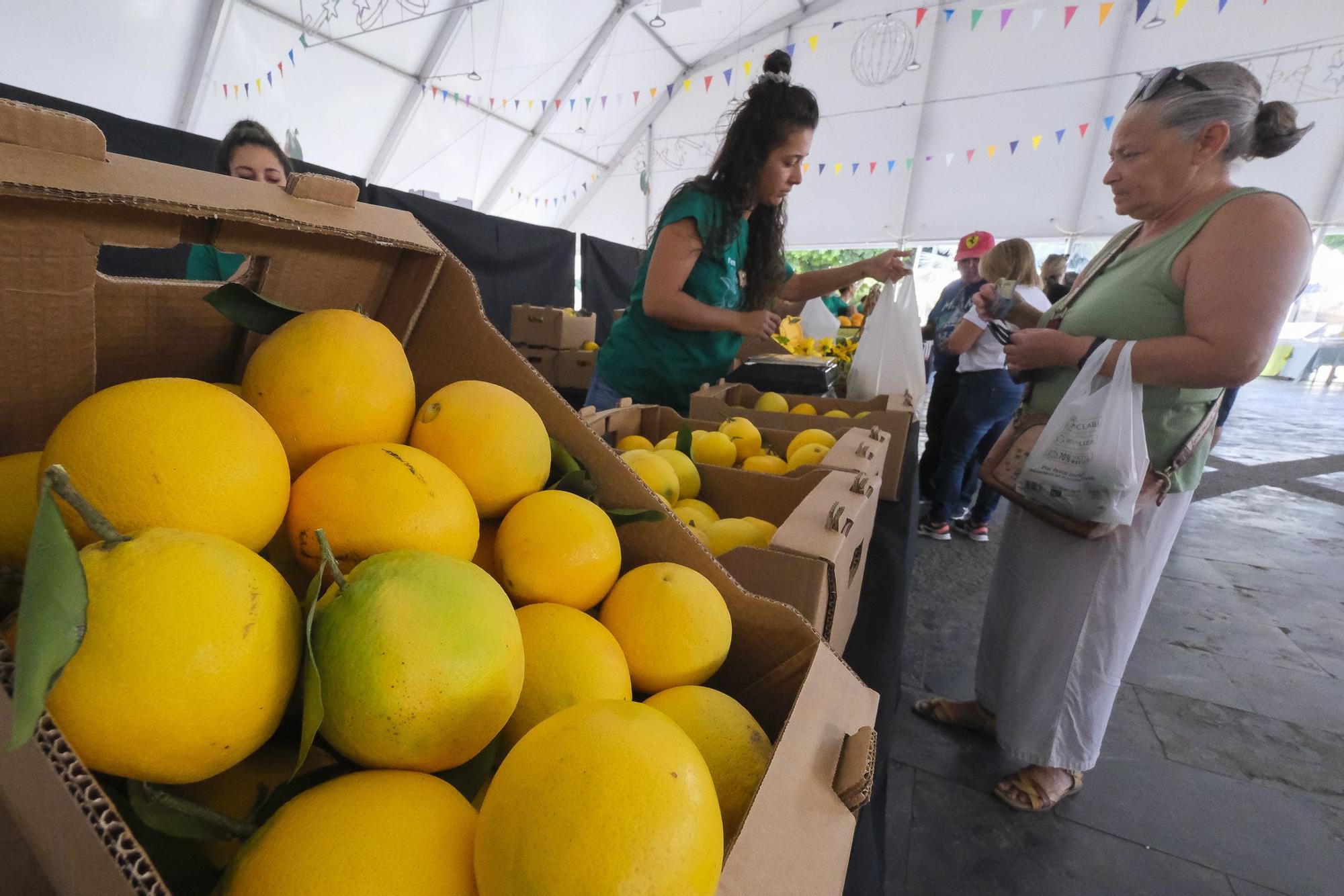 04-11-2024 MOGÁN. IX Feria del Aguacate de Mogán, en Arguineguín  | 01/12/2024 | Fotógrafo: Andrés Cruz