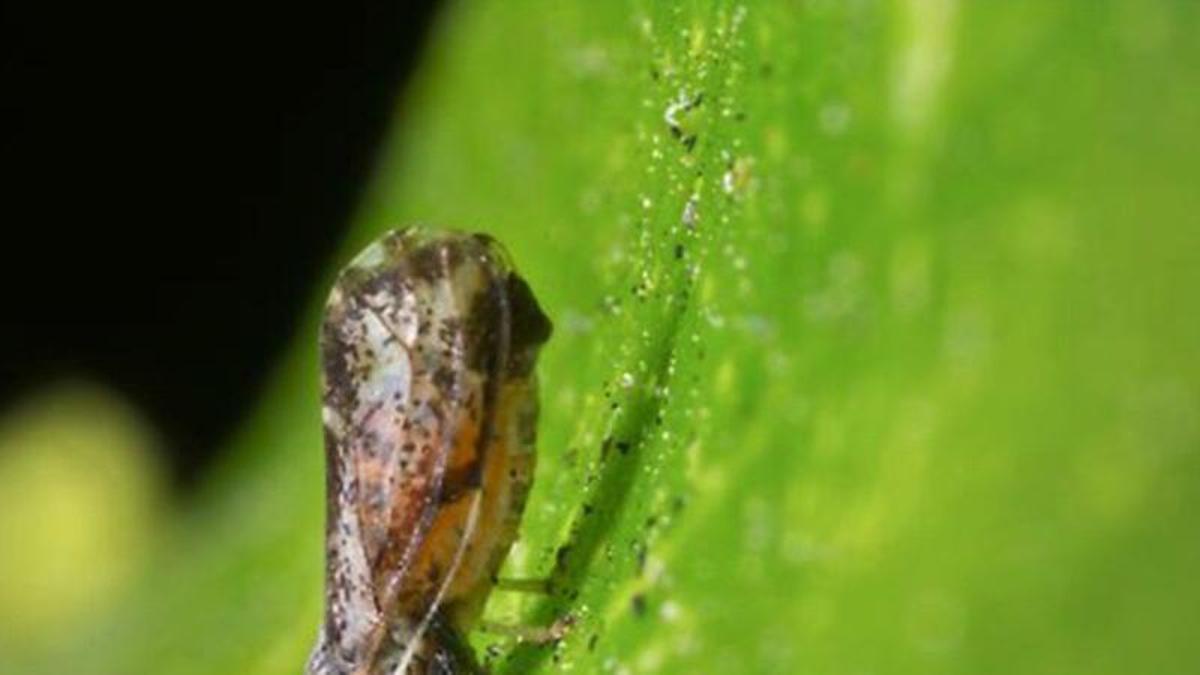 Aspecto de los adultos y las ninfas de ‘Diaphorina citri’, insecto transmisor del HLB.