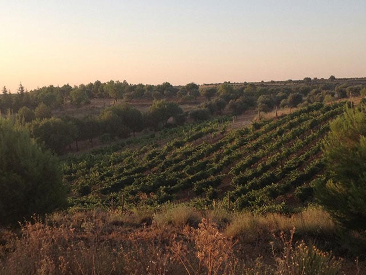 Visita a las Bodegas Qubél