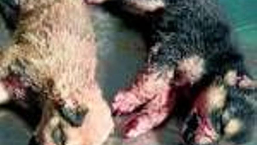 Detenido en Badajoz el presunto torturador de dos cachorros