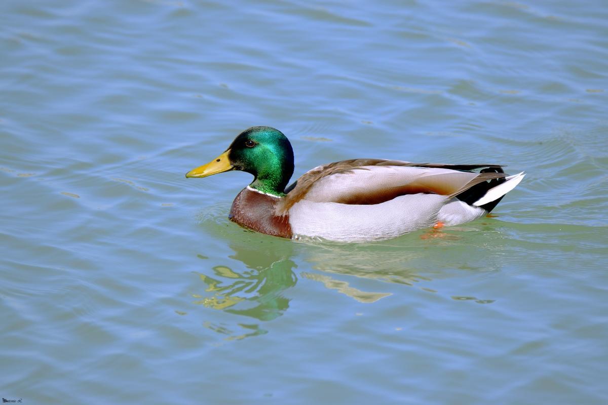 Ánade azulón ('Anas platyrhynchos').