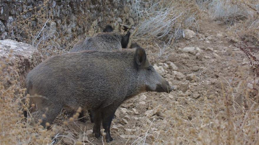 Emergencia cinegética en la provincia ante la sobrepoblación de jabalíes y cerdos asilvestrados