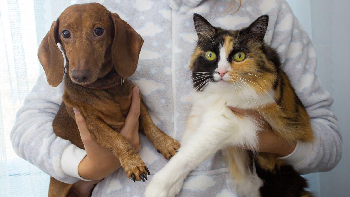 Es oficial: España da un paso histórico y obliga a incluir a perros y gatos en los planes oficiales de emergencia