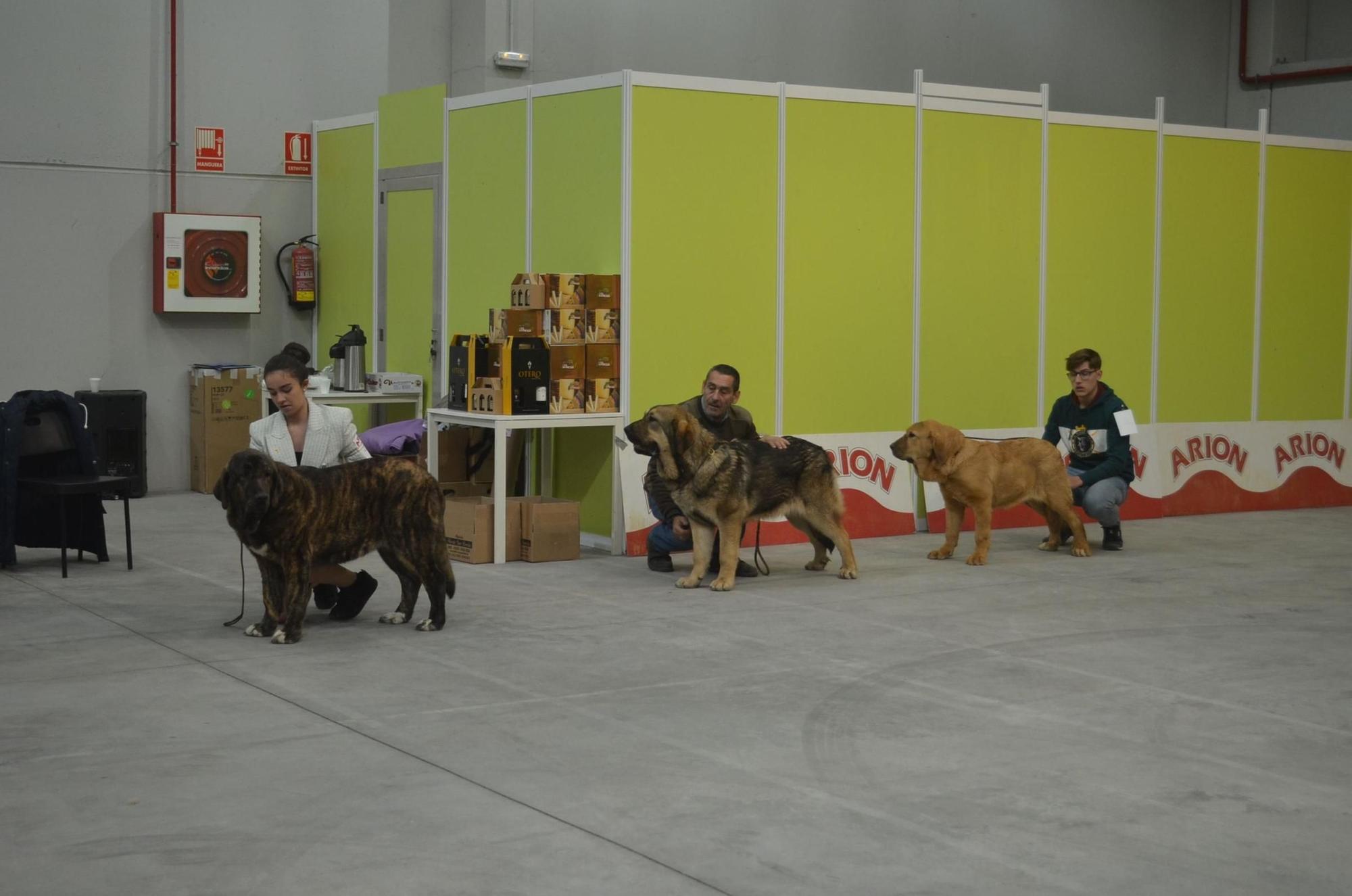 El Concurso Nacional Canino de Benavente supera las expectativas