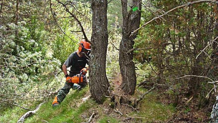 Un treballador el sector de l&#039;aprofitament forestal d&#039;un programa de reinserció d&#039;Integra Pirineus