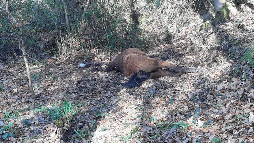 La Guardia Civil confirma que los caballos muertos en Ermelo recibieron varios disparos