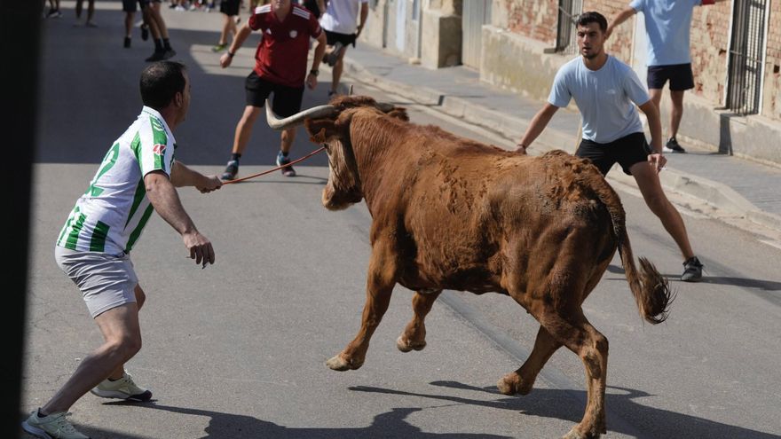 Encierro urbano en La Bóveda de Toro: Riesgo sobre el asfalto
