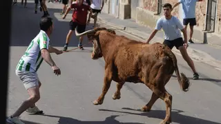 Encierro urbano en La Bóveda de Toro: Riesgo sobre el asfalto