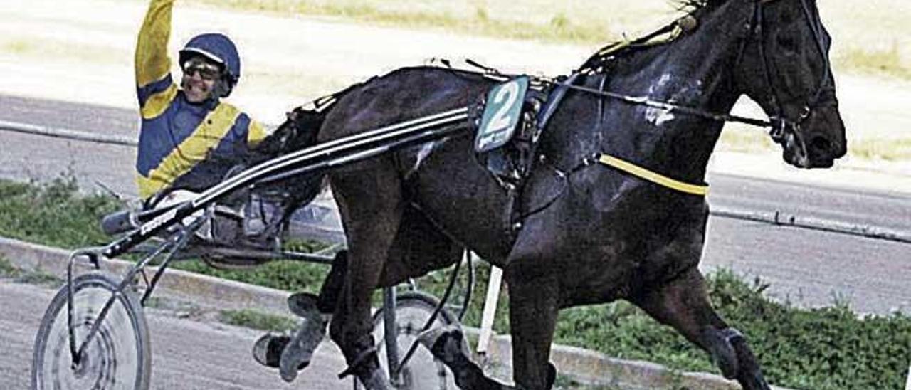 El caballo francés Ted de la Rive, con Nicolau Martí, en Manacor.