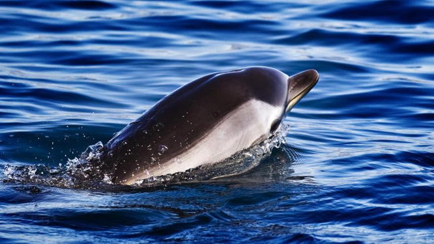 Una cría de delfín liberada hoy en Málaga tras su recuperación en el Aula del Mar, donde ha declarado el consejero de Medio Ambiente de la Junta de Andalucía, José Juan Díaz Trillo que las costas andaluzas han registrado 352 varamientos de animales marinos en lo que va de año, aunque su recuperación sólo ha sido posible en algunos casos.