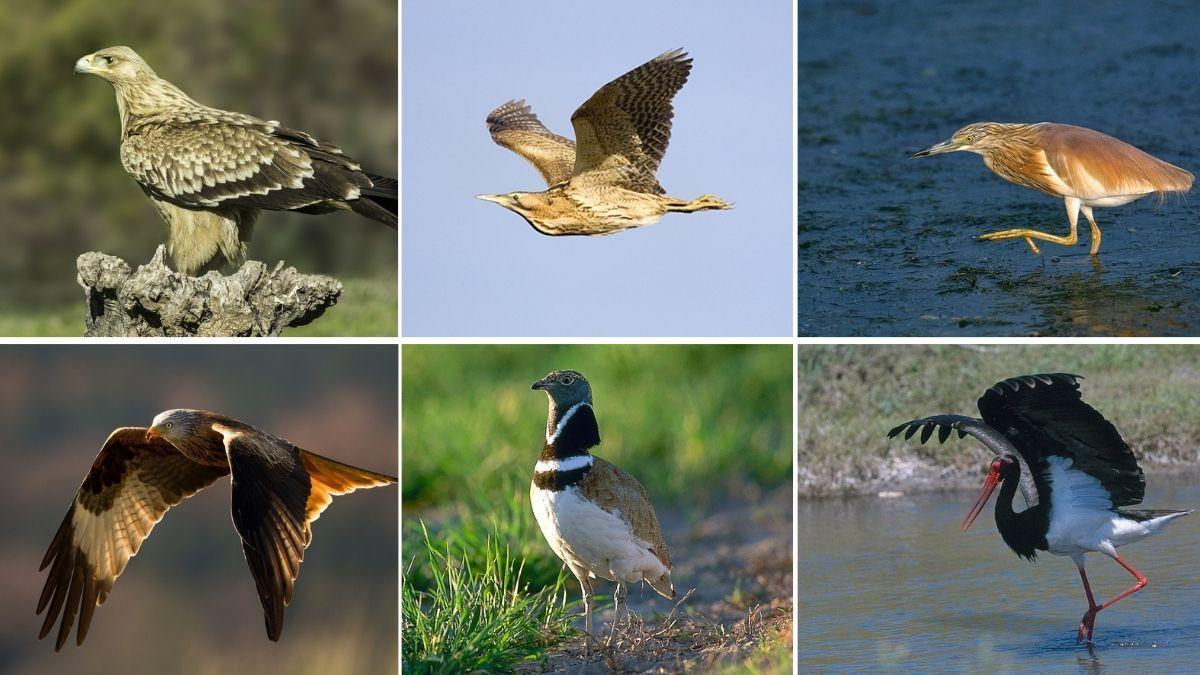 Aves en peligro de extinción recogidas en el catálogo regional.