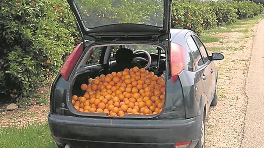 ‘Cazado’ en Benicarló con 160 kilos de naranjas robadas en su maletero