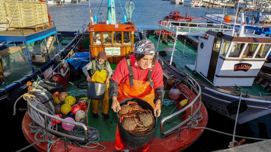 La esperanzadora campaña del centollo arranca con 3.800 kilos en O Grove, su principal puerto