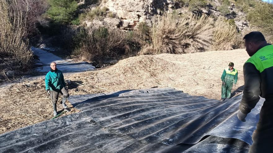 ANSE sustituye 100 metros de orilla de caña por bosque de ribera en Cañaverosa