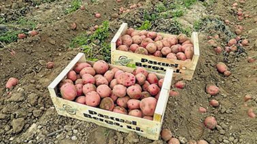 Roban a un agricultor de Benicarló 1.000 kilos de patatas en su huerto