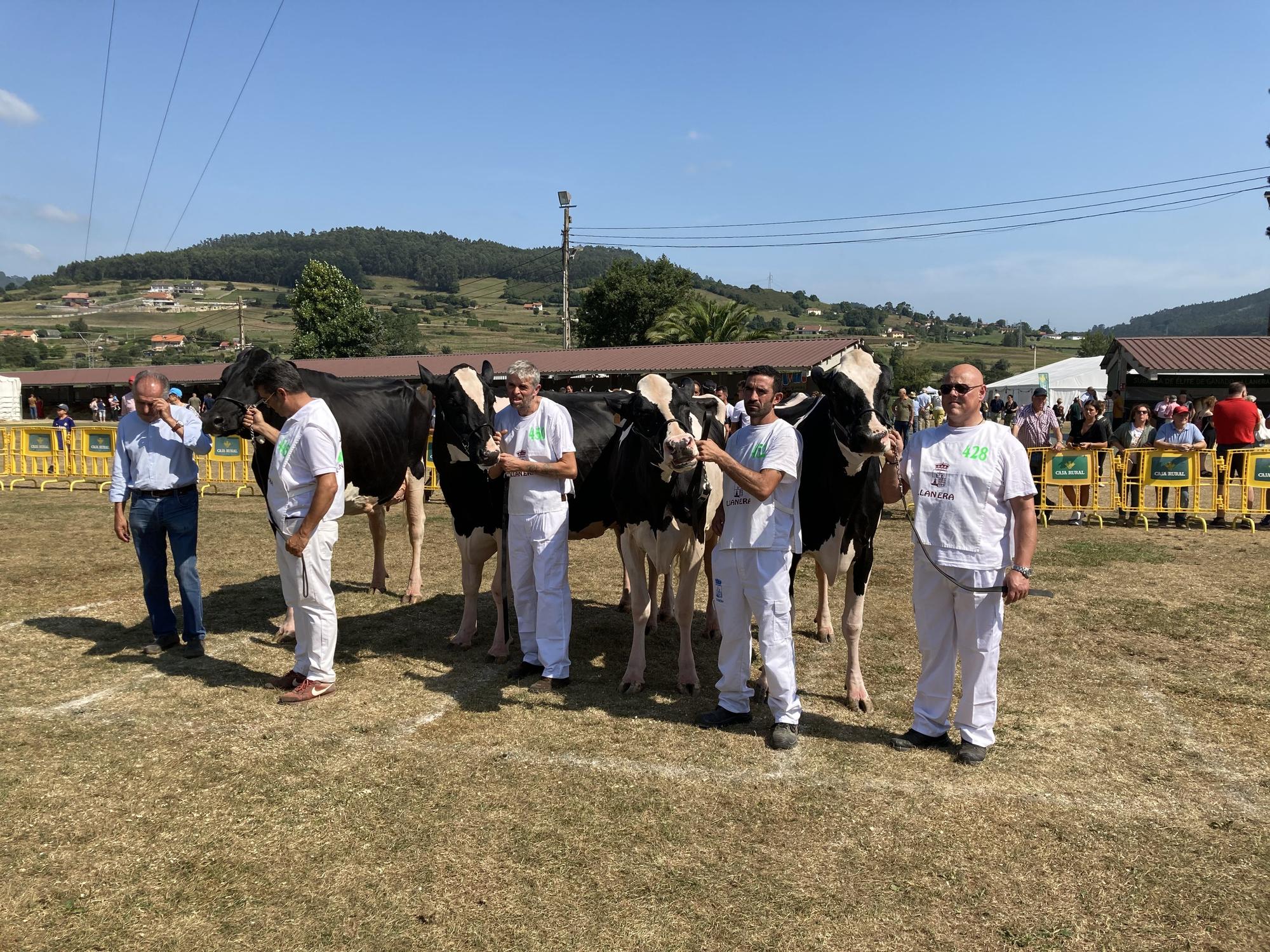 El concurso de ganado de Llanera fue todo un éxito: aquí tienes algunas de las reses ganadoras