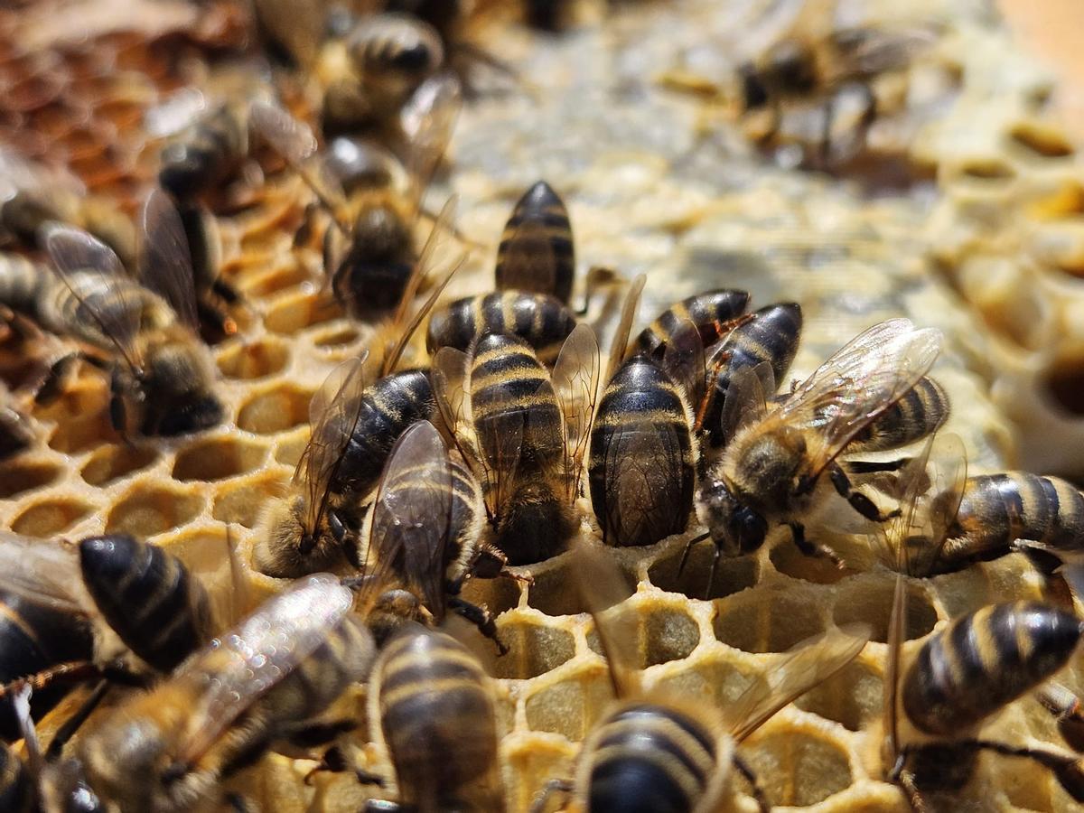 L’activitat a les colònies d’abelles és constant, especialment amb l’arribada de la primavera i la floració, enguany més destacada per les pluges.