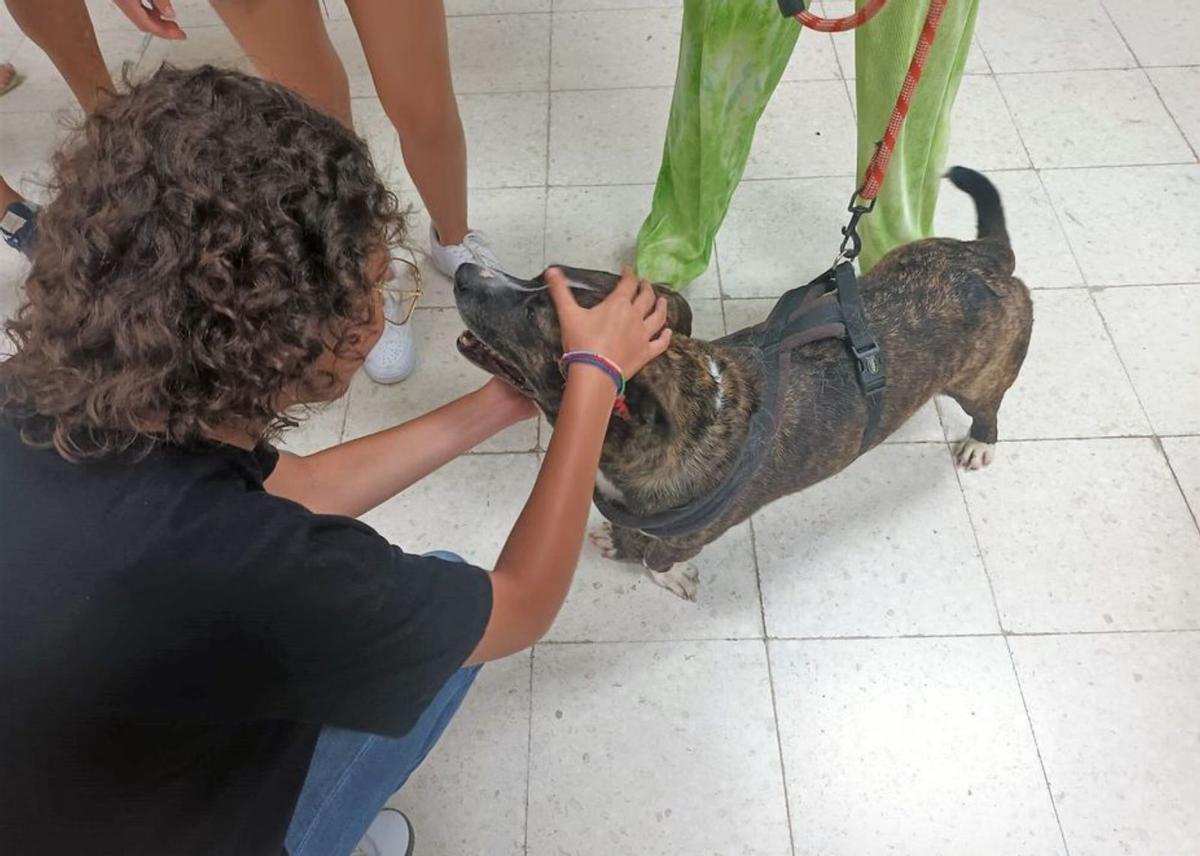 Una alumna acaricia a uno de los perros del proyecto 'Los colegas de Simba'.