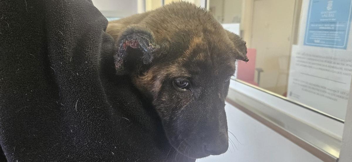 Cachorro maltratado en Albal.