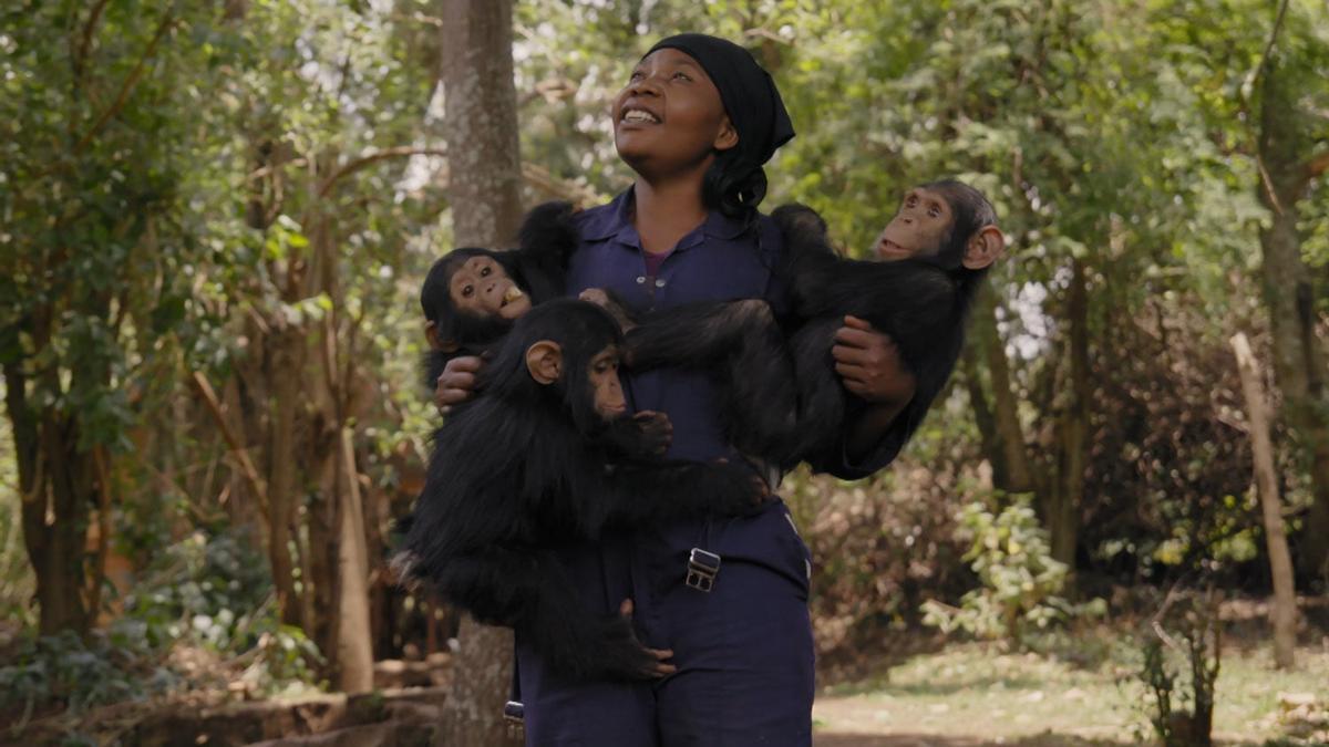'Mama', la increíble historia de un santuario de chimpancés en el Congo nominada al Goya