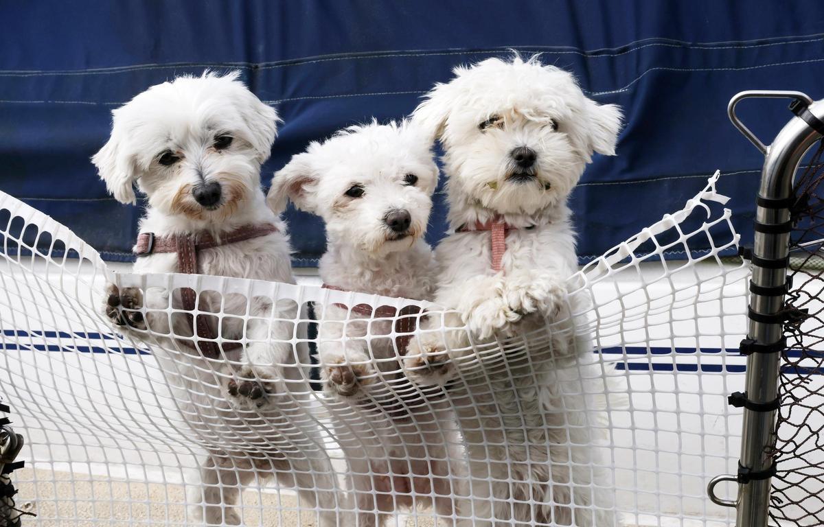 Las tres perras grumete bichón maltés (Cala, Mía y Nata), que viven con Rafael en su barco atracado en el Náutico de Vigo