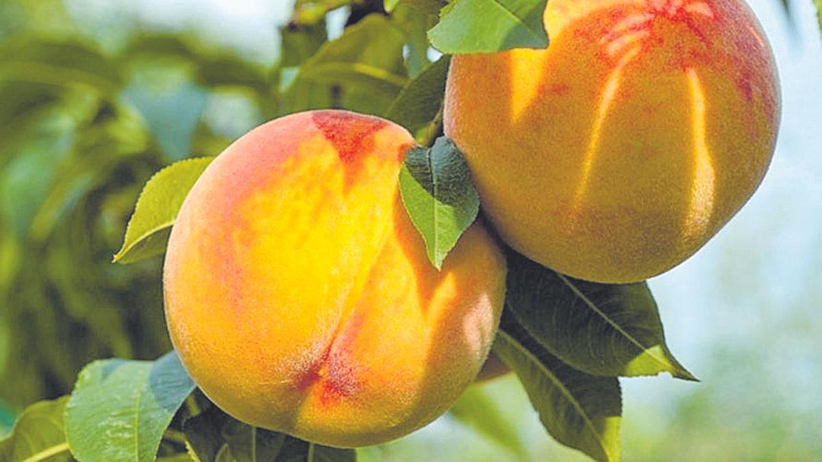 El Imida cultiva hasta 400 especies de melocotoneros.