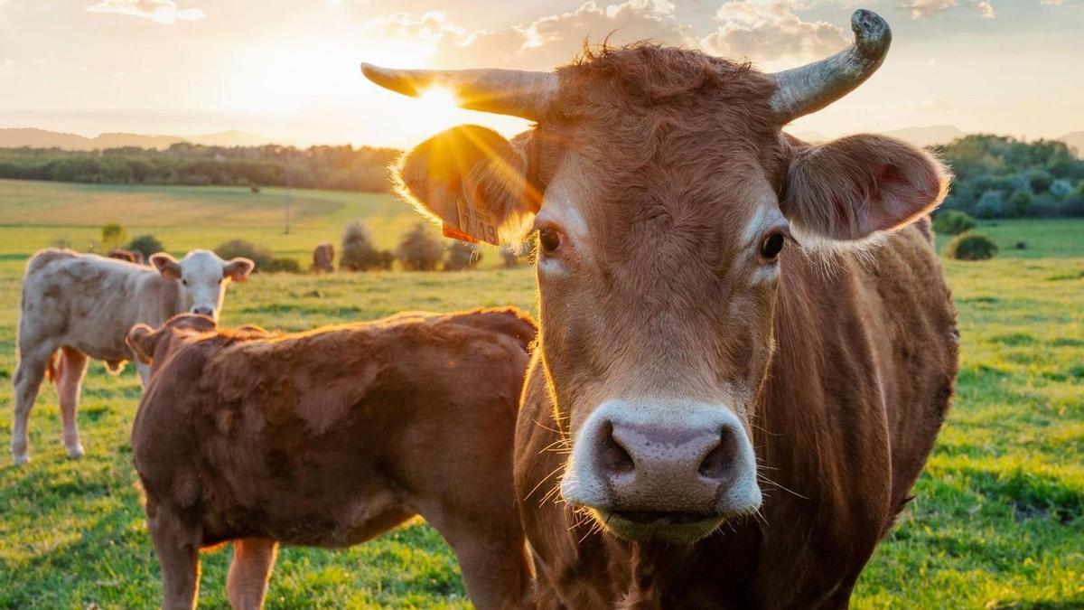 Imagen de archivo de unas vacas.